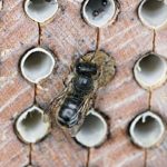 mason bee-on-nest-block